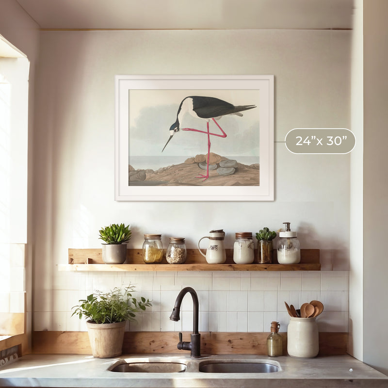 Black Necked Stilt Drawing - Sage and Rose Prints