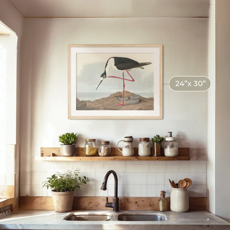 Black Necked Stilt Drawing - Sage and Rose Prints