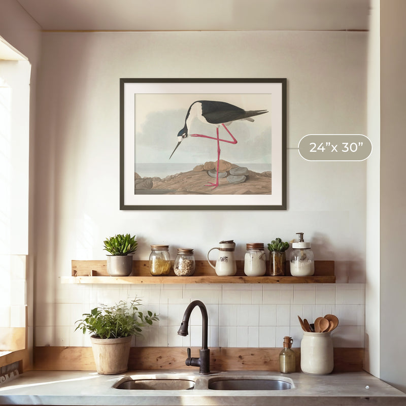 Black Necked Stilt Drawing - Sage and Rose Prints