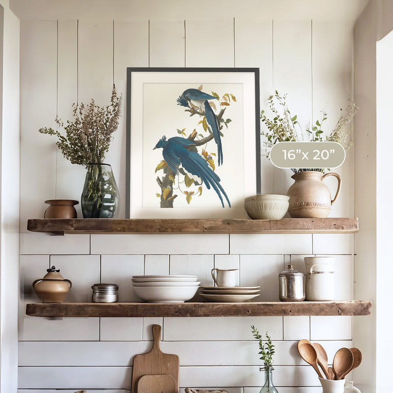 Jay Bird Artwork - Sage and Rose Prints