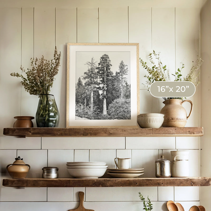 Black and White Tree Illustration No3 - Sage and Rose Prints