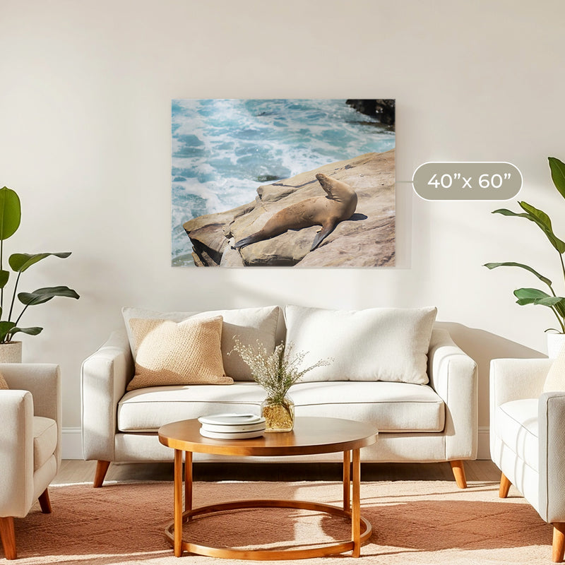 Sea Lion Sunbathing California Photography - Sage and Rose Prints