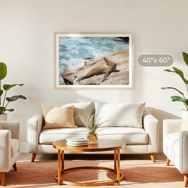 Sea Lion Sunbathing California Photography - Sage and Rose Prints